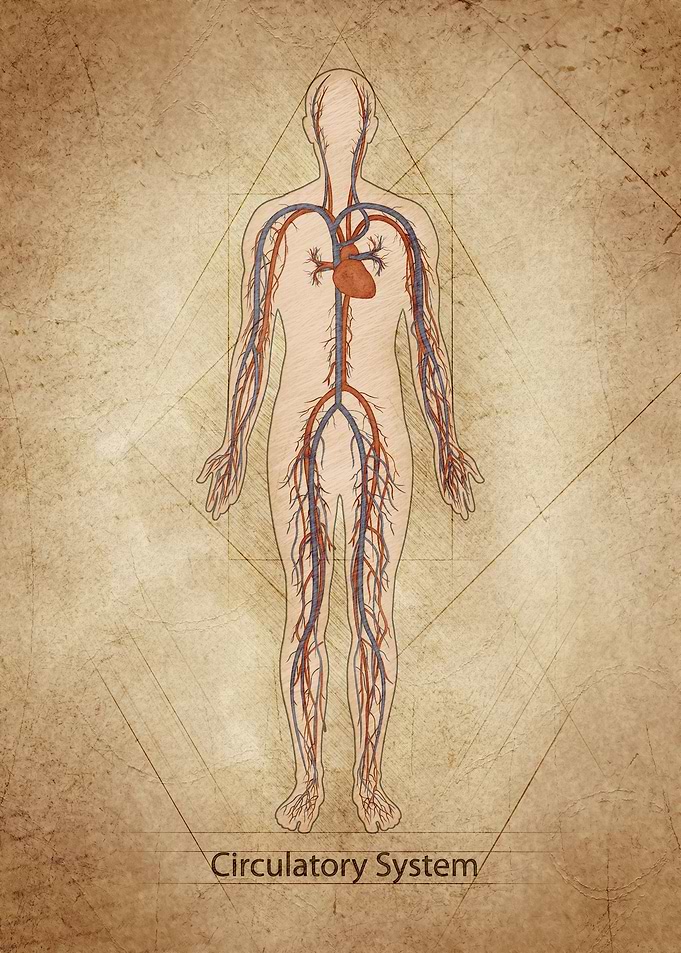 Circulatory System