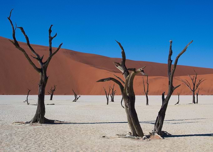 Arid Fields