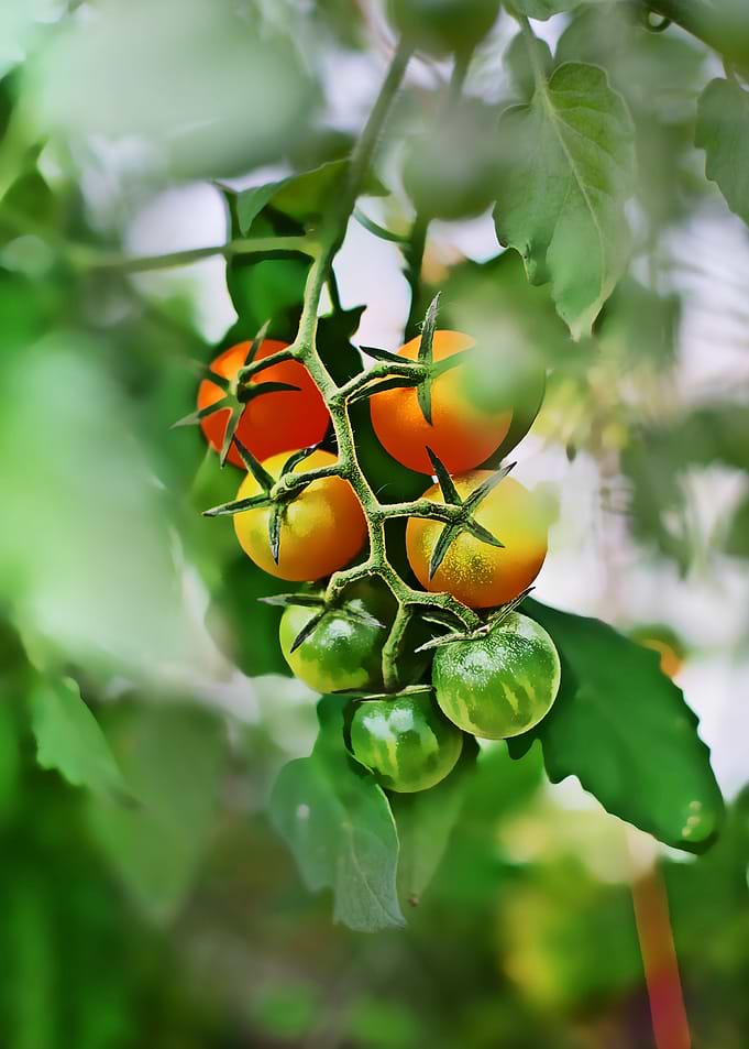 the gank of tomato