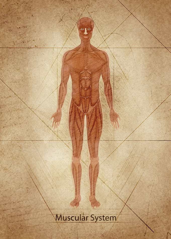 Muscular System