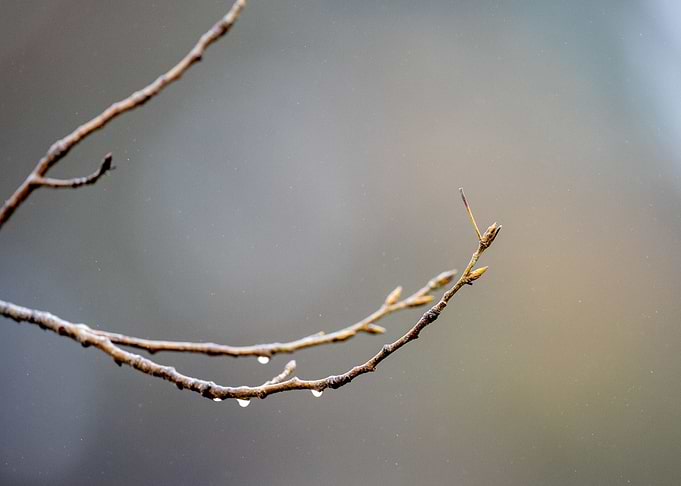 spring branch