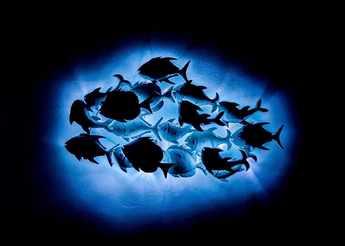 Fish on the Wall