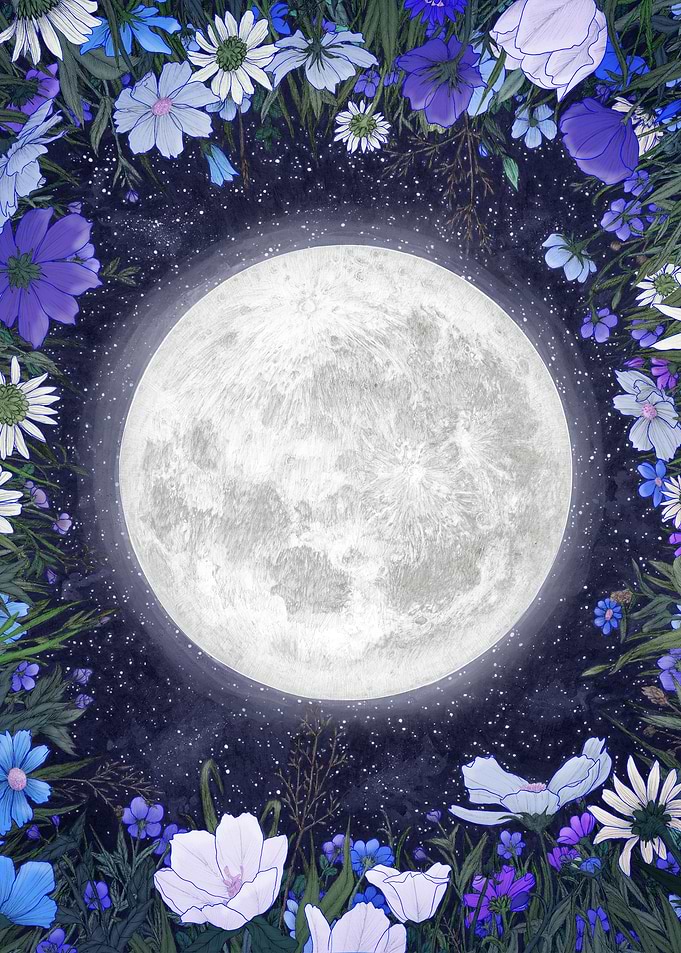 Midnight in the Meadow Blu