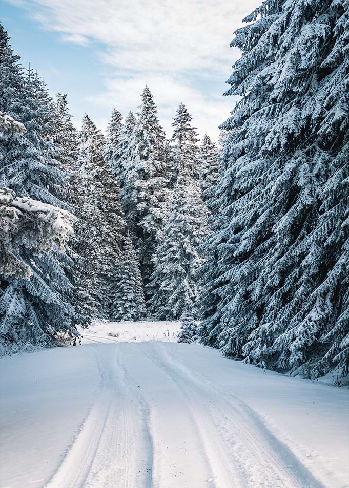 Frozen Forest