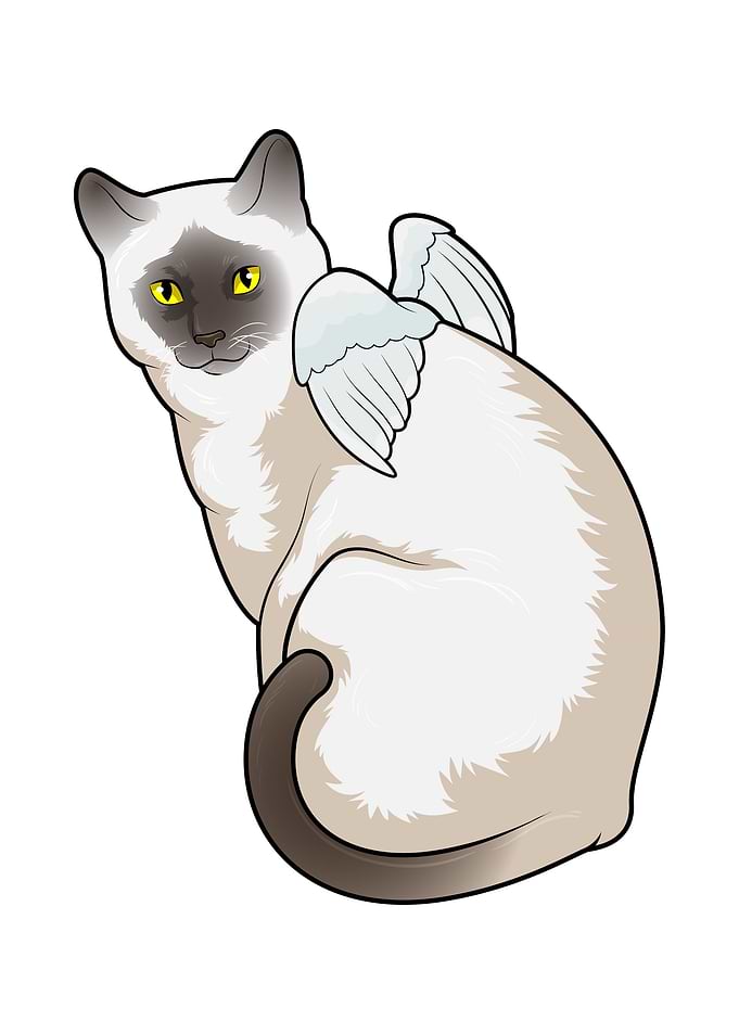 Cat Angel wings