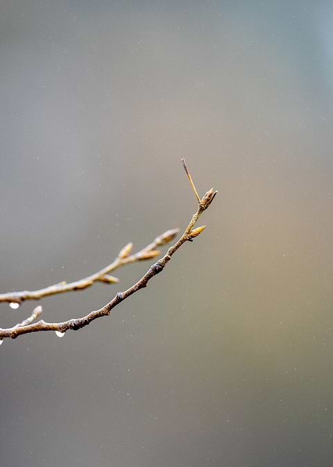 branch