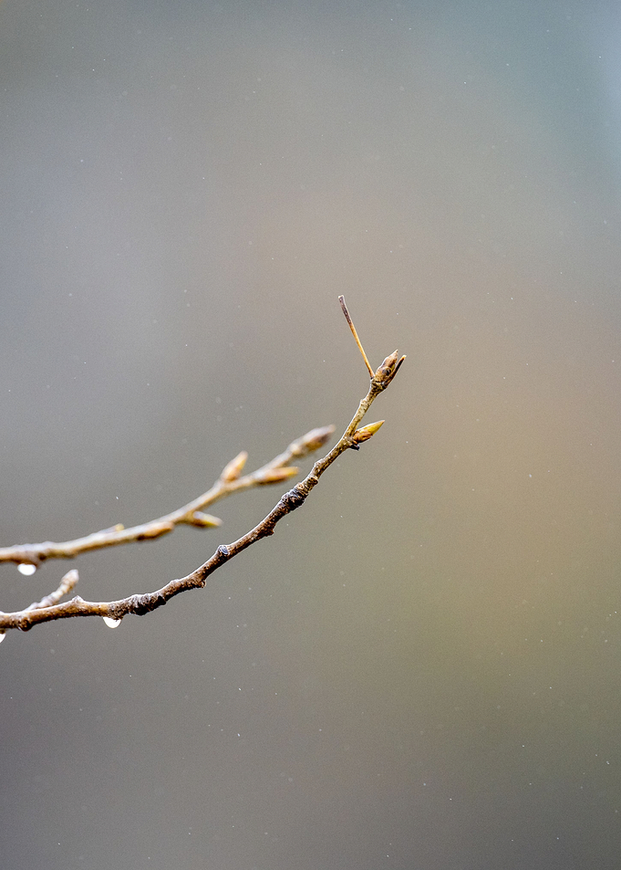 branch