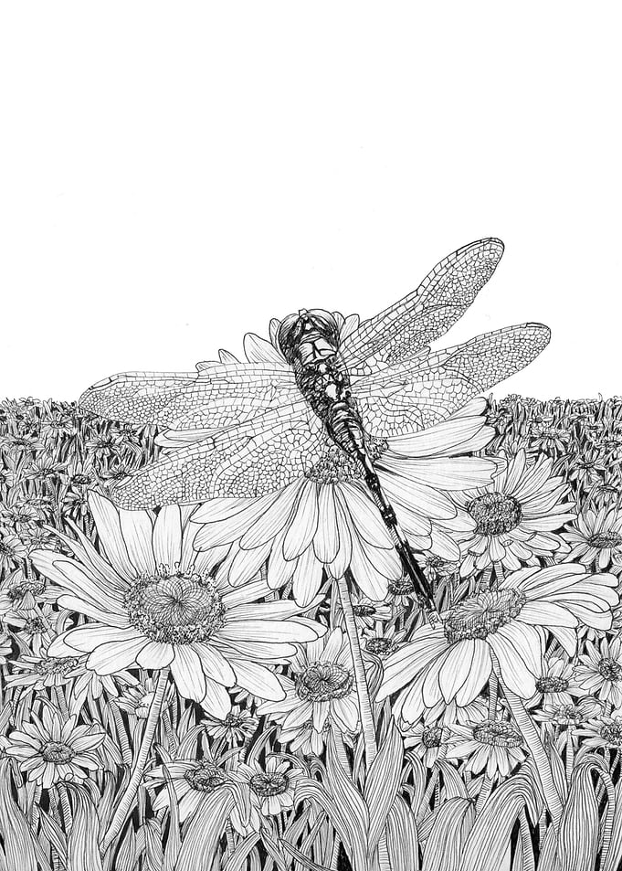 Daisy and Dragonfly