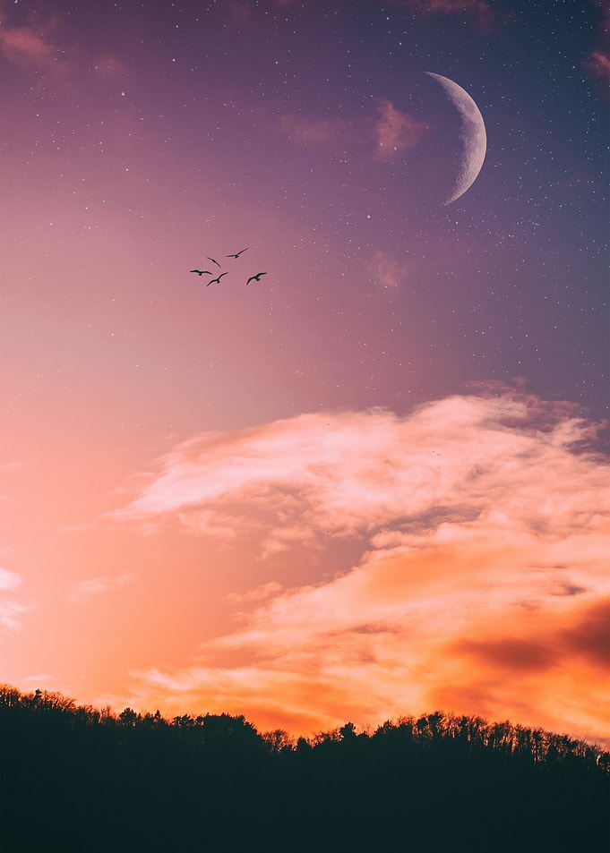 sunset birds return