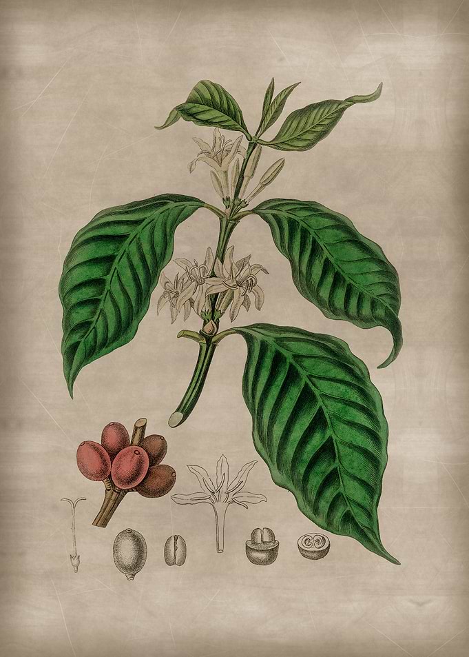 Coffee Plant