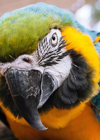 cranky parrot