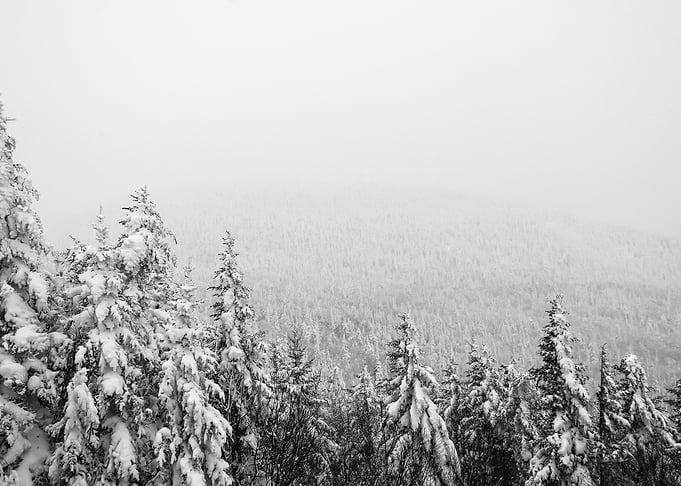 Frozen Forest