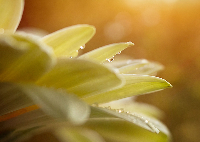yellow flower