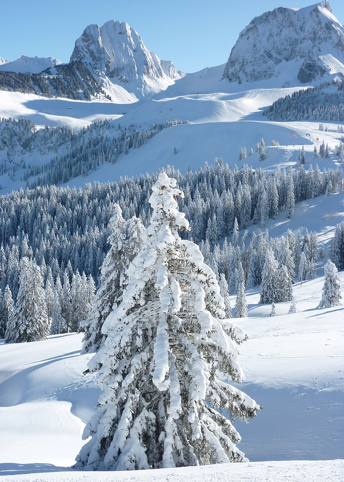 Frozen Forest