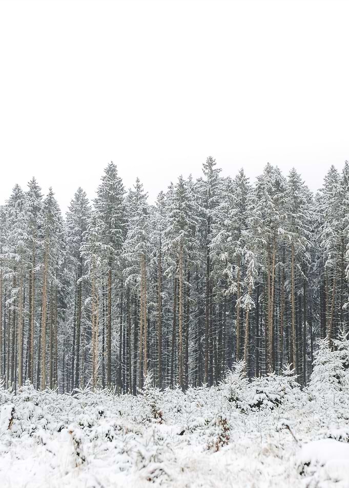 Frozen Forest
