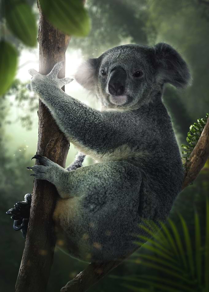 Koala