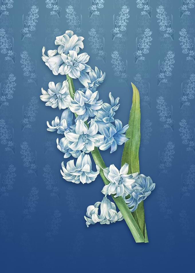 Vintage Oriental Hyacinth