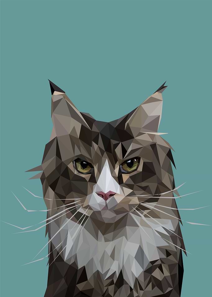 Funny Cat