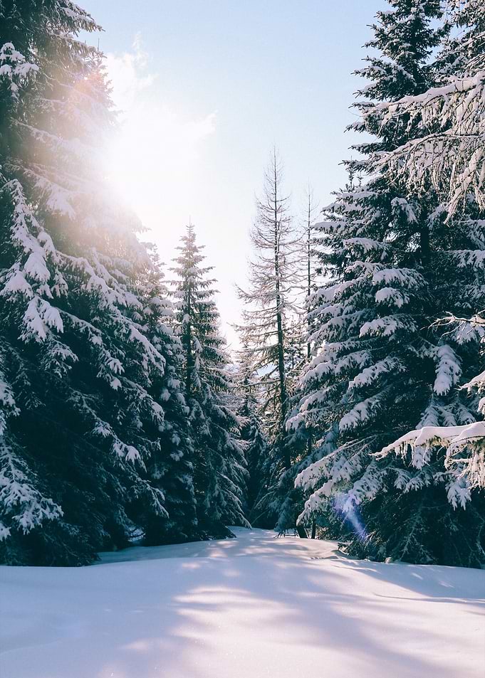 Frozen Forest