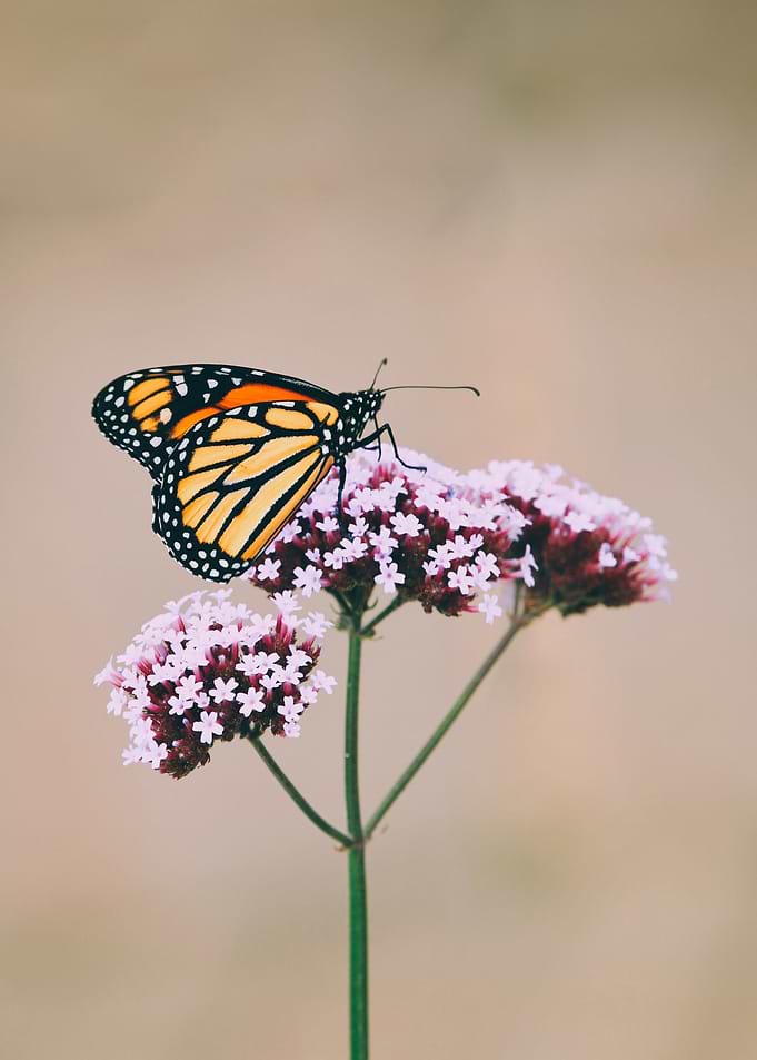 Butterfly Animal