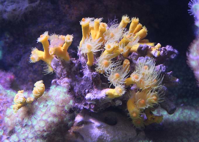 Coral Reef Life