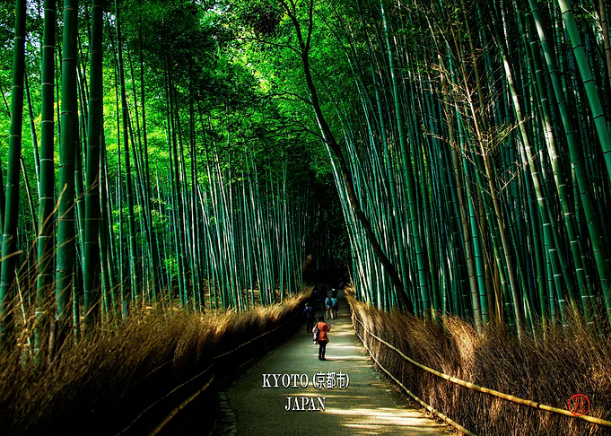 Arashiyama Bamboo Grove