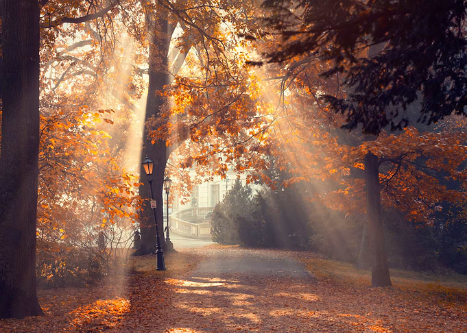 Autumn misty landscape