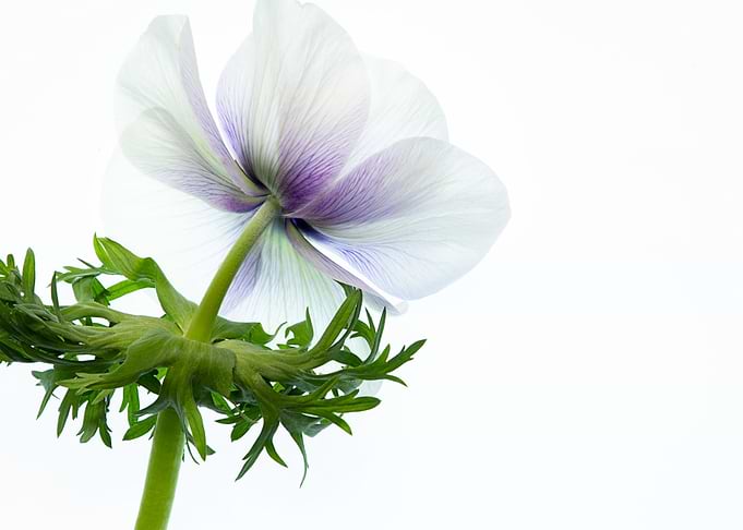 isolated flower