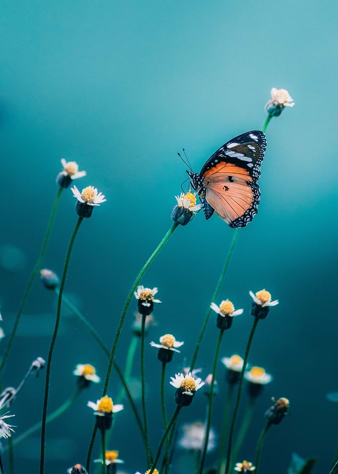 Butterfly Animal