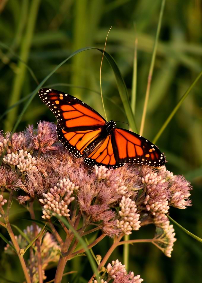 Butterfly Animal