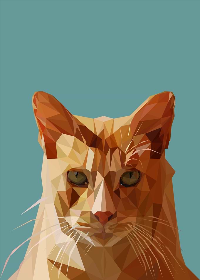 Funny cat
