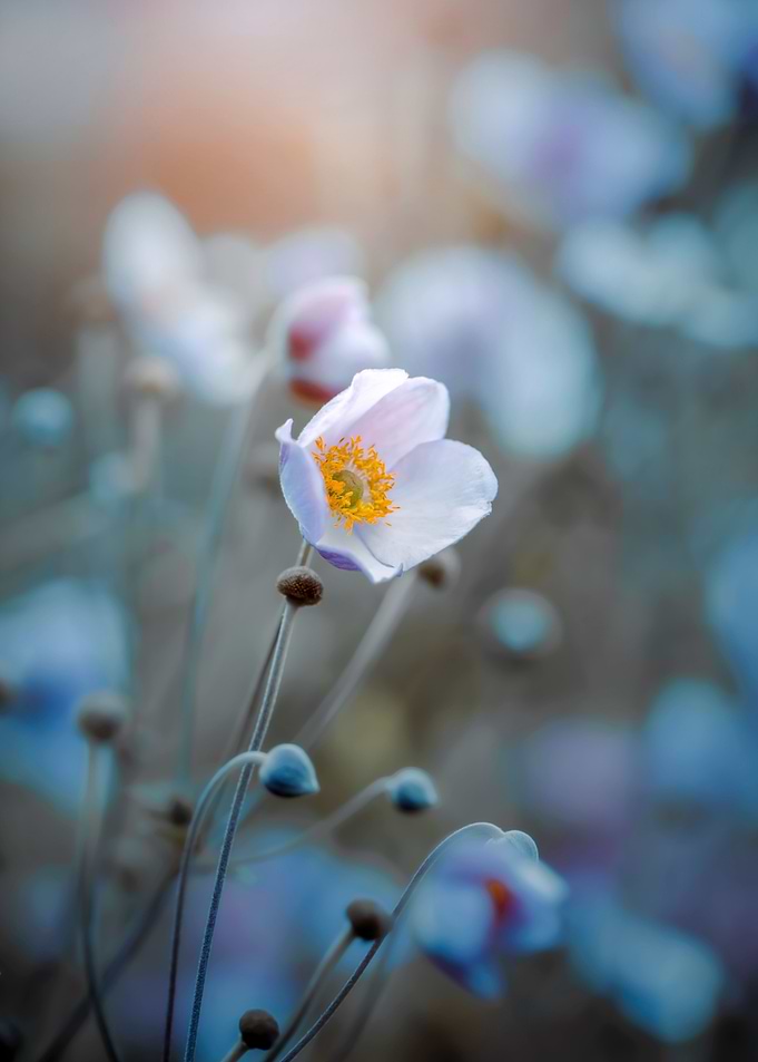 White anemone,macro flower