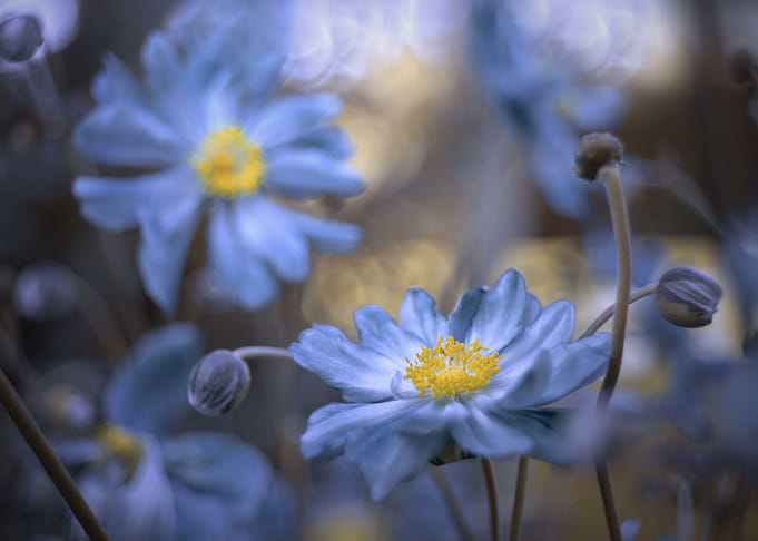Blue anemone in garden