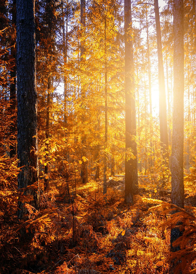 Autumn Vibes
