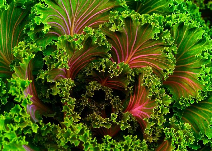 green kale