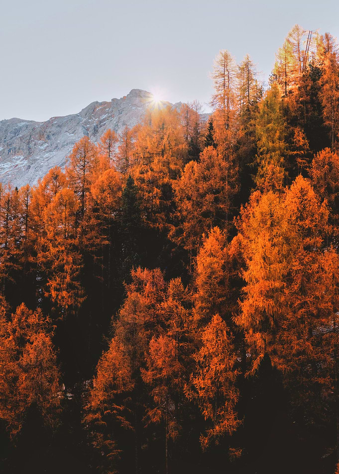 Autumn Vibes