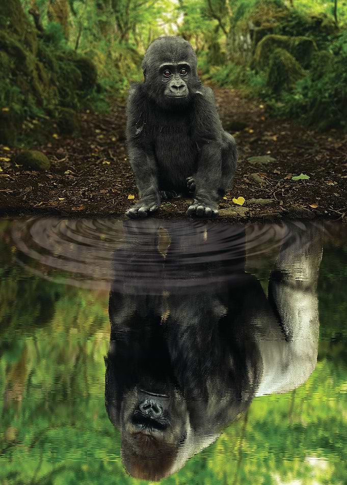 Gorilla MIndset