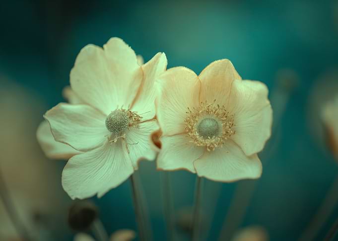 Yellow flower,macro garden