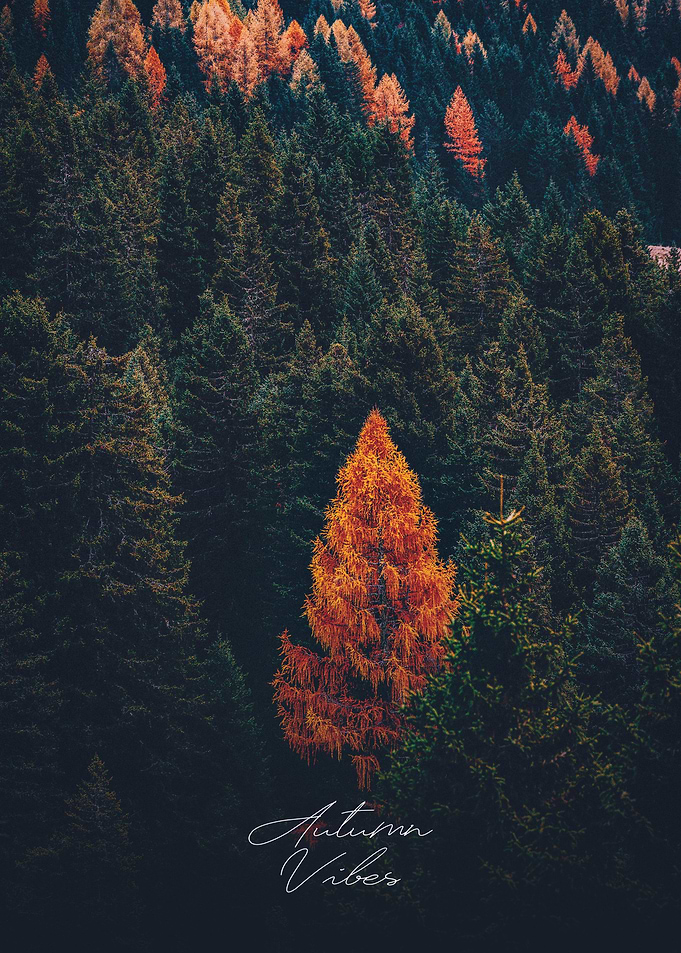 Autumn Vibes