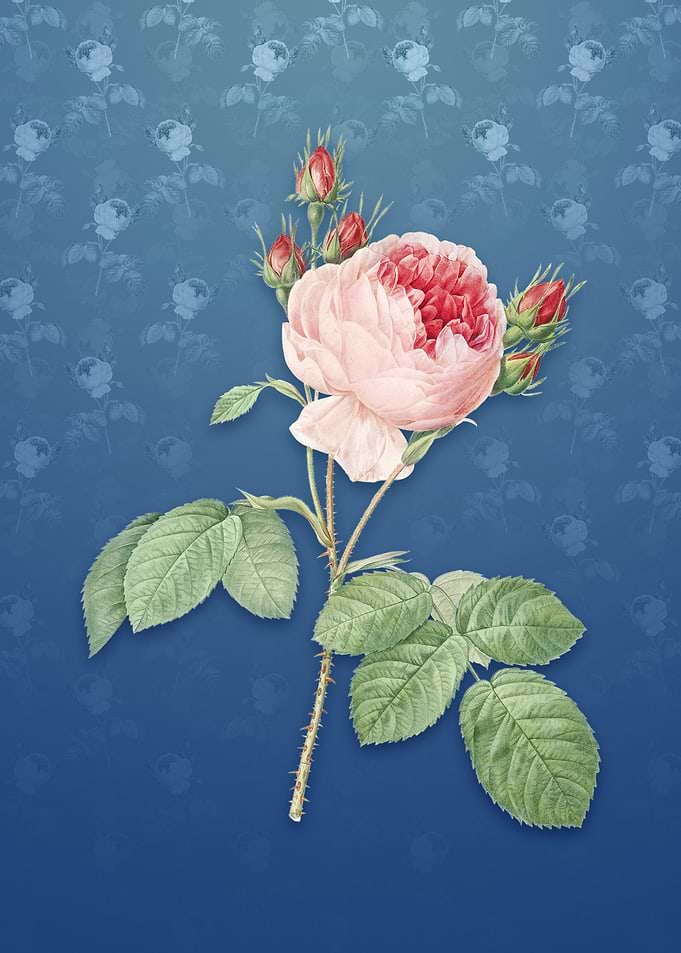 Vintage Pink Cabbage Rose