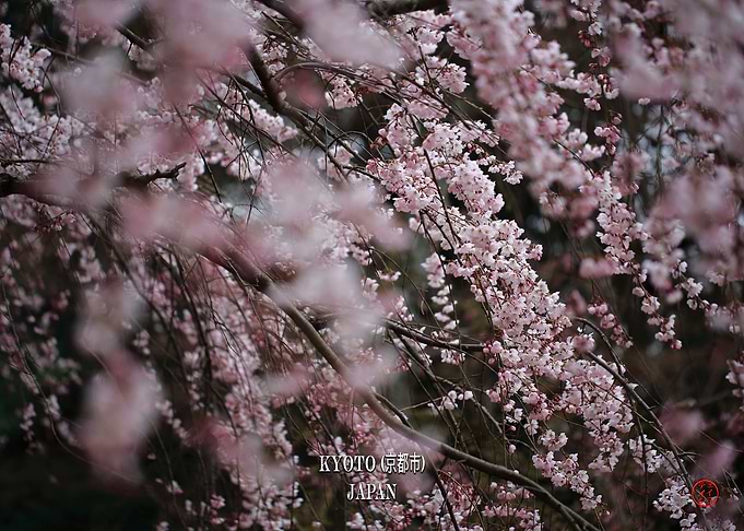 Sakura Cherry blossom