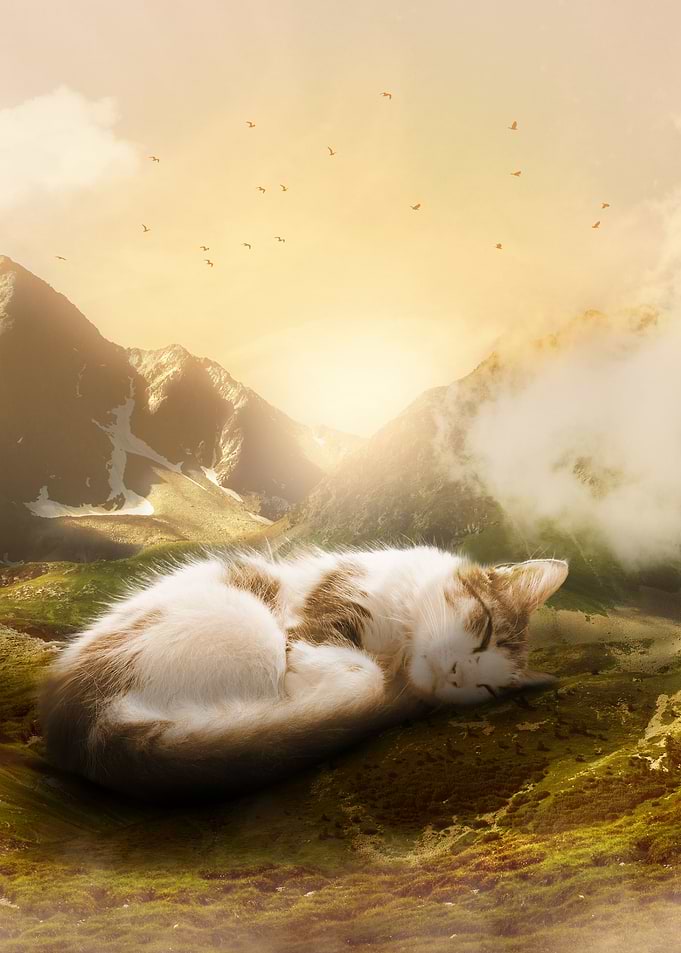 Sleeping cat