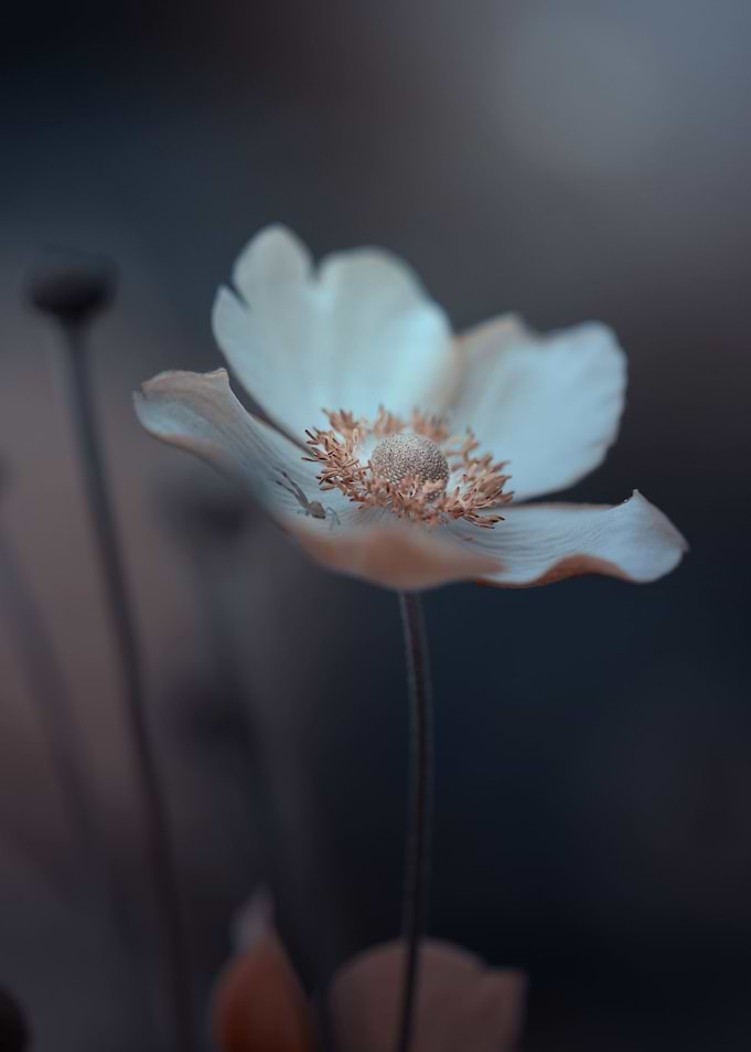 White anemone,macro flower