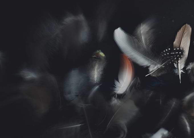 feather black color