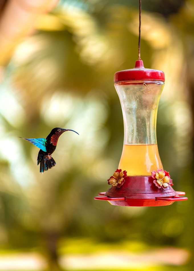 Flying hummingbird