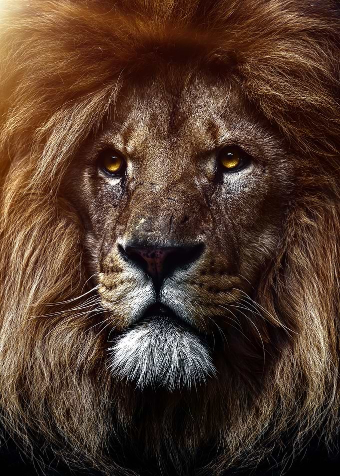 Golden lion king artwork