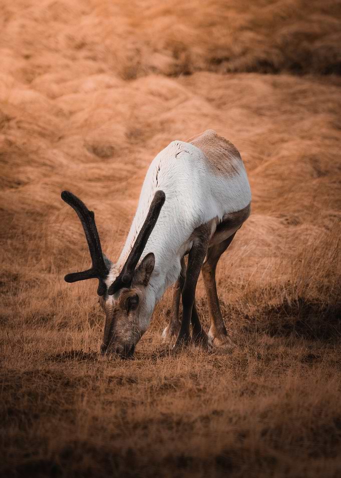 Icelandic Reindeer