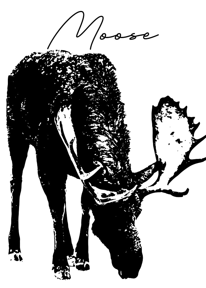 Moose