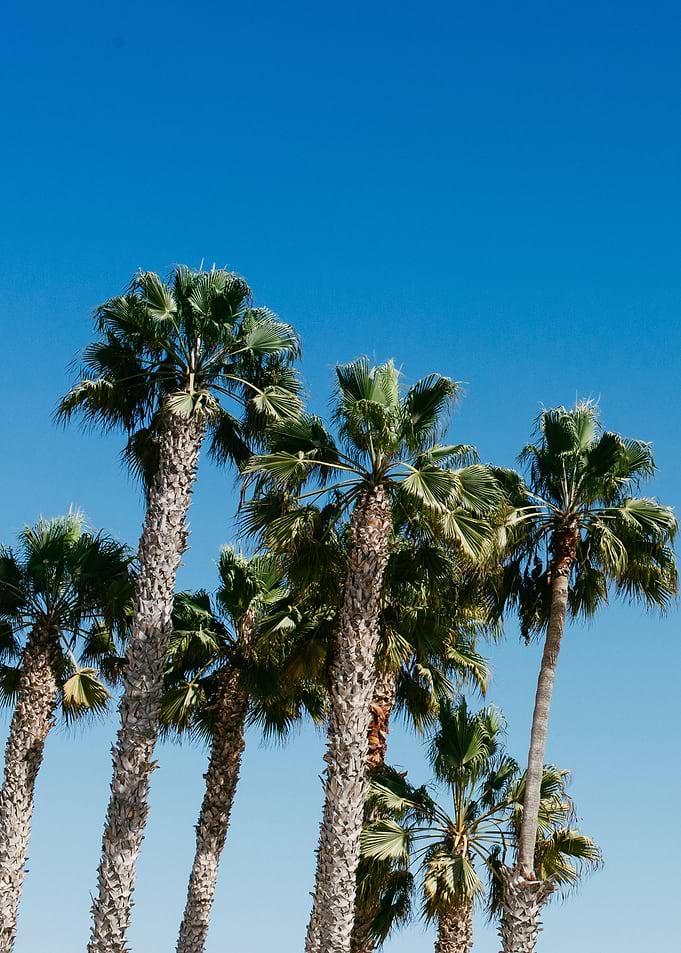 palm tree