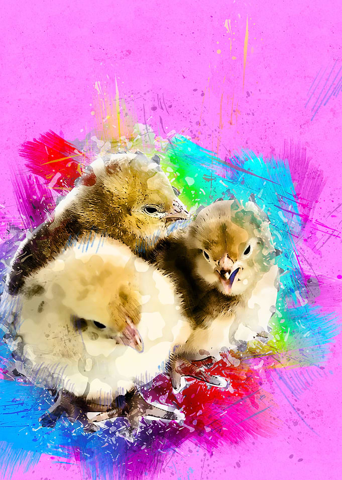 Chick 33